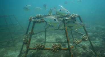 Restaurando ecosistemas en Bahía Culebra: Alianza de Múltiples Actores por los corales