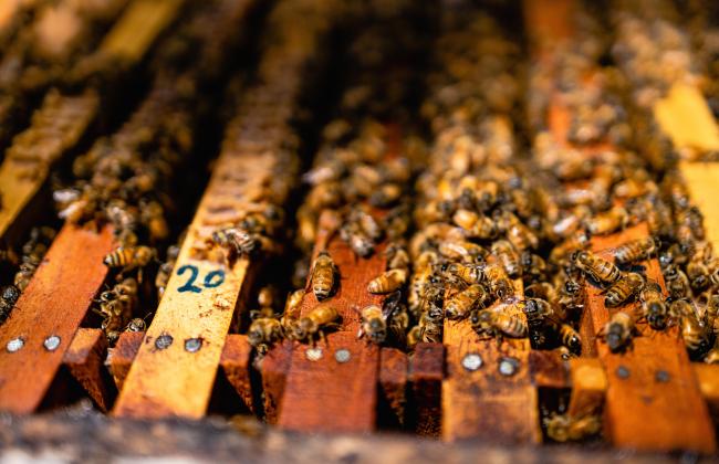Panel de colmena hecho de madera, repleto de abejas