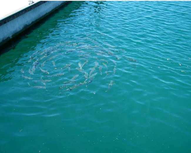 Manejo de Aguas Residuales y de riego, Península Papagayo 