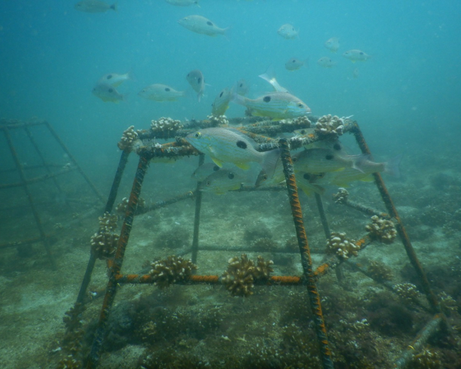 Restaurando ecosistemas en Bahía Culebra: Alianza de Múltiples Actores por los corales