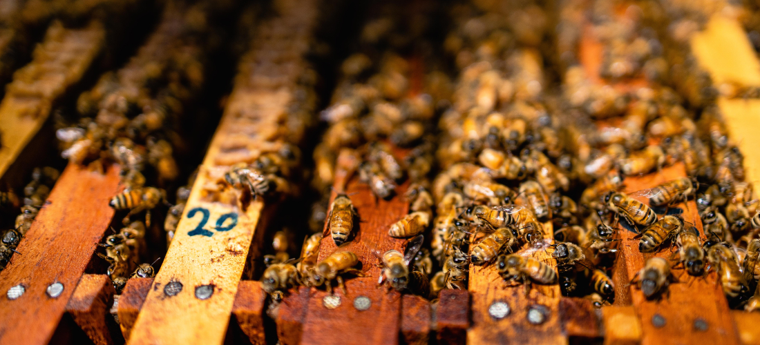 Panel de colmena hecho de madera, repleto de abejas