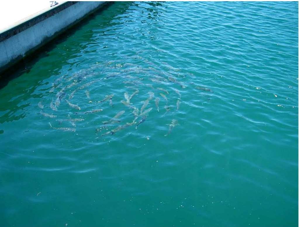 Manejo de Aguas Residuales y de riego, Península Papagayo