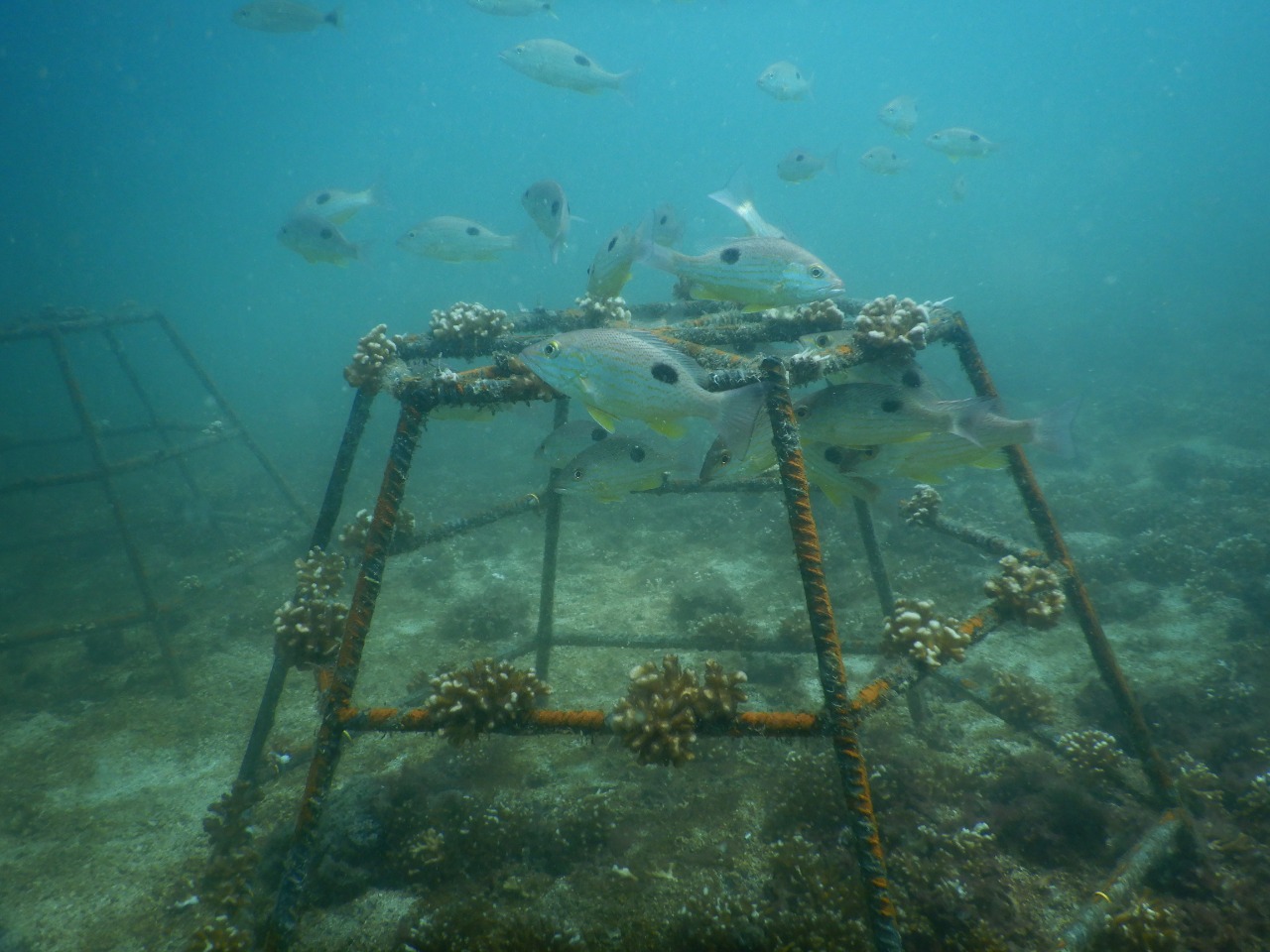 Restaurando ecosistemas en Bahía Culebra: Alianza de Múltiples Actores por los corales