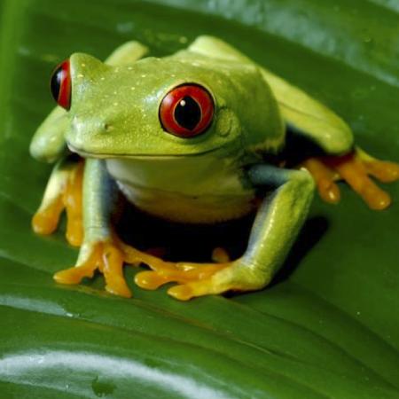 Biodiversidad y Negocios