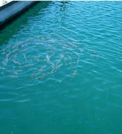 Manejo de Aguas Residuales y de riego, Península Papagayo 