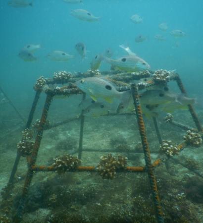 Restaurando ecosistemas en Bahía Culebra: Alianza de Múltiples Actores por los corales