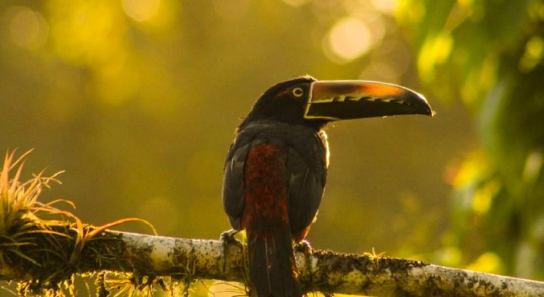 Ave Costa Rica
