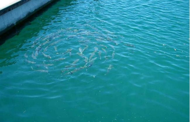 Manejo de Aguas Residuales y de riego, Península Papagayo 