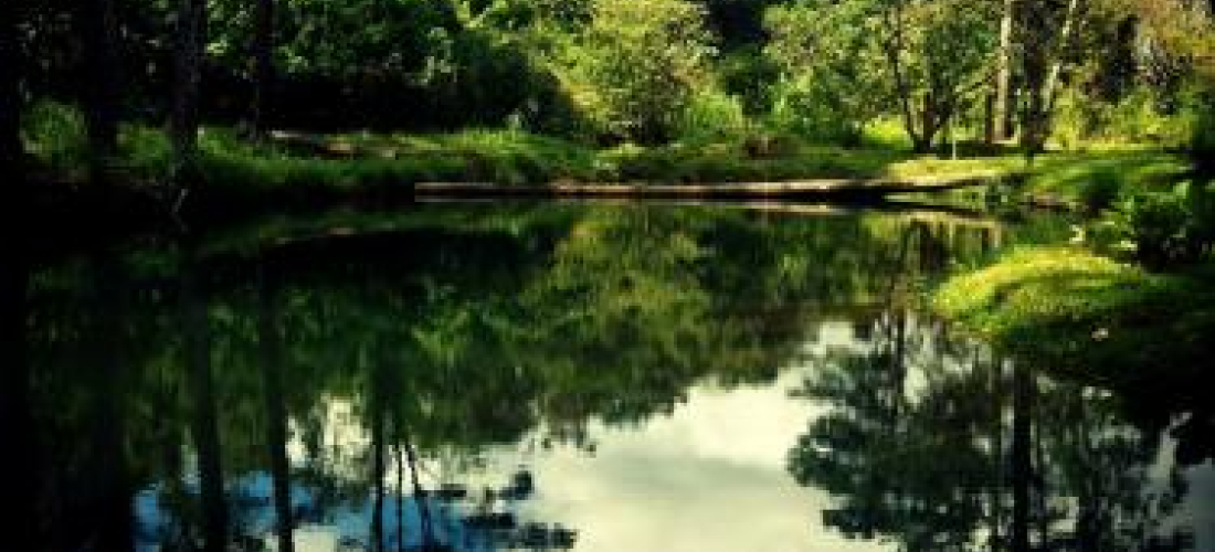 Voluntariado: la palanca de la sostenibilidad