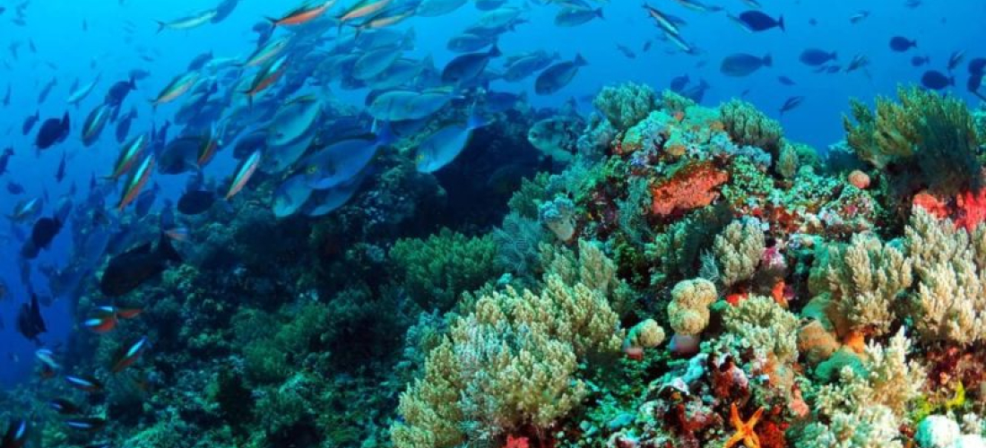 AED busca consultoría en incorporación de la biodiversidad en la gestión empresarial