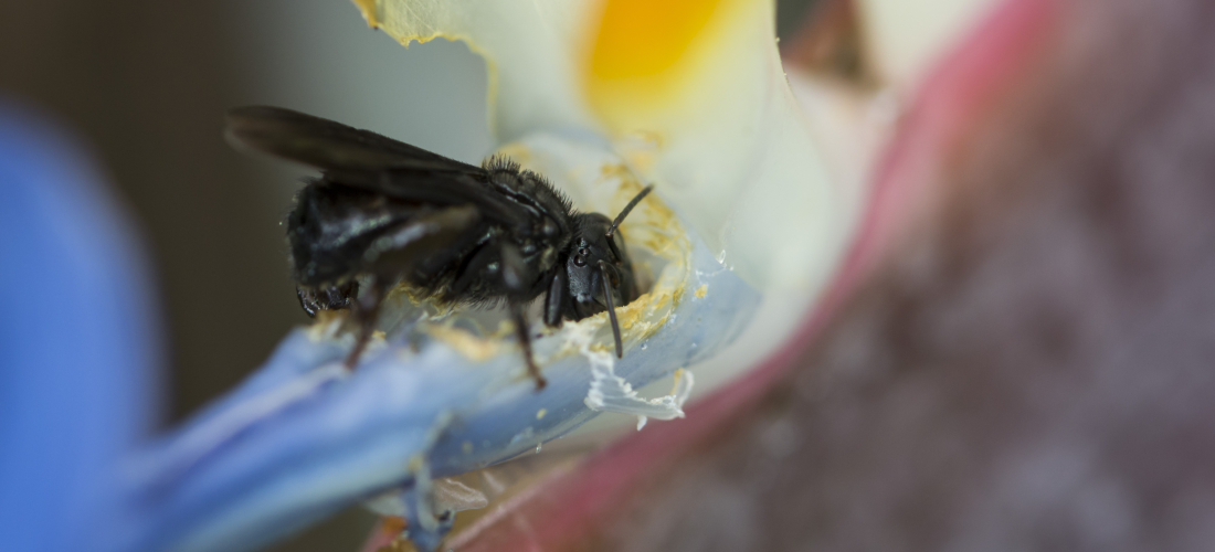 Foto Accion Ambiental