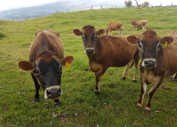 92% de las fincas lecheras de Dos Pinos están en manos de pequeños y medianos productores