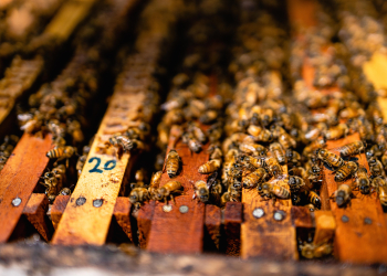 Panel de colmena hecho de madera, repleto de abejas