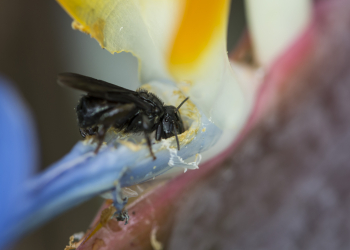 Foto Accion Ambiental